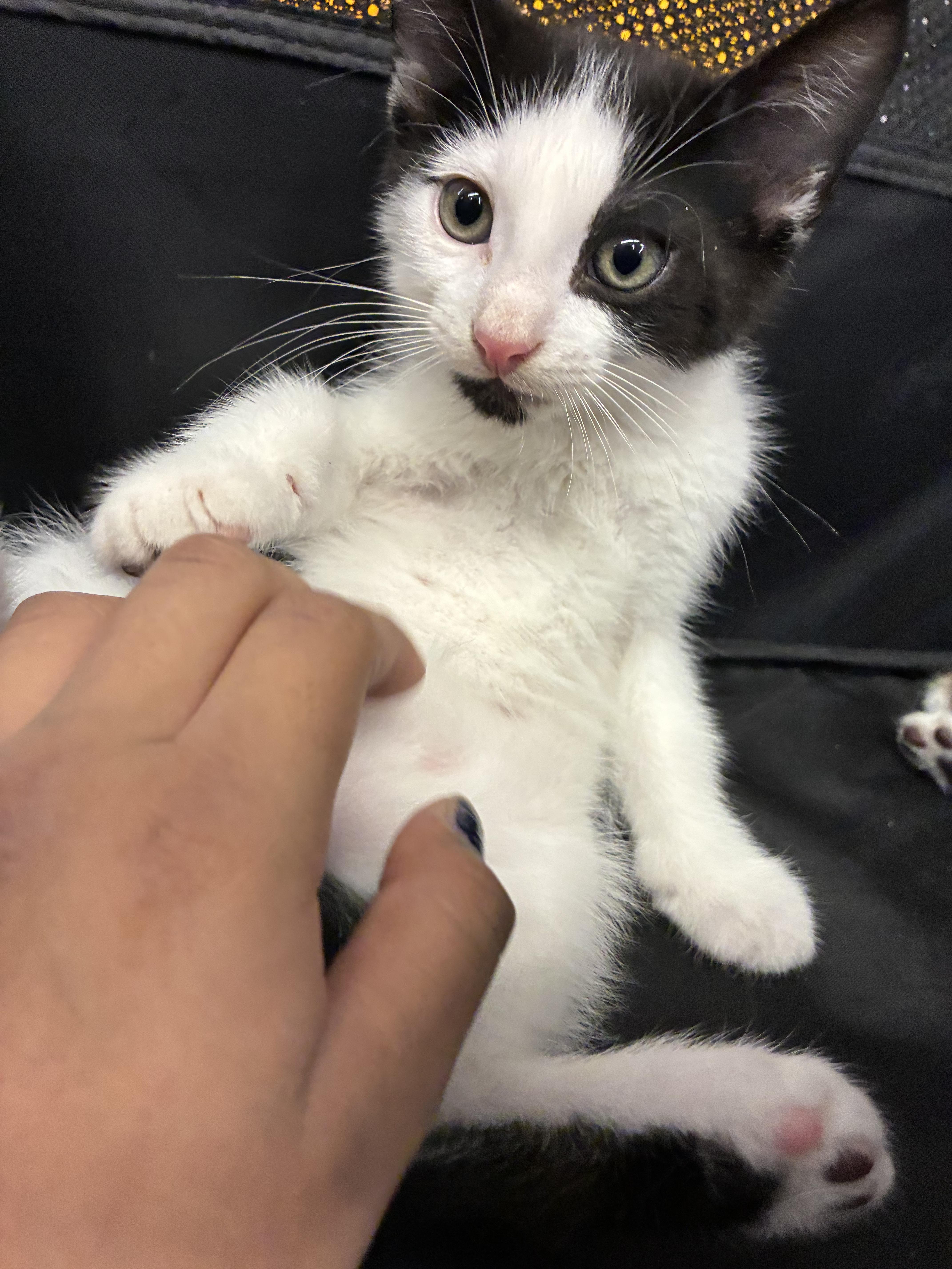 Moo, an adopted Domestic Short Hair in Boston, MA image 1/3