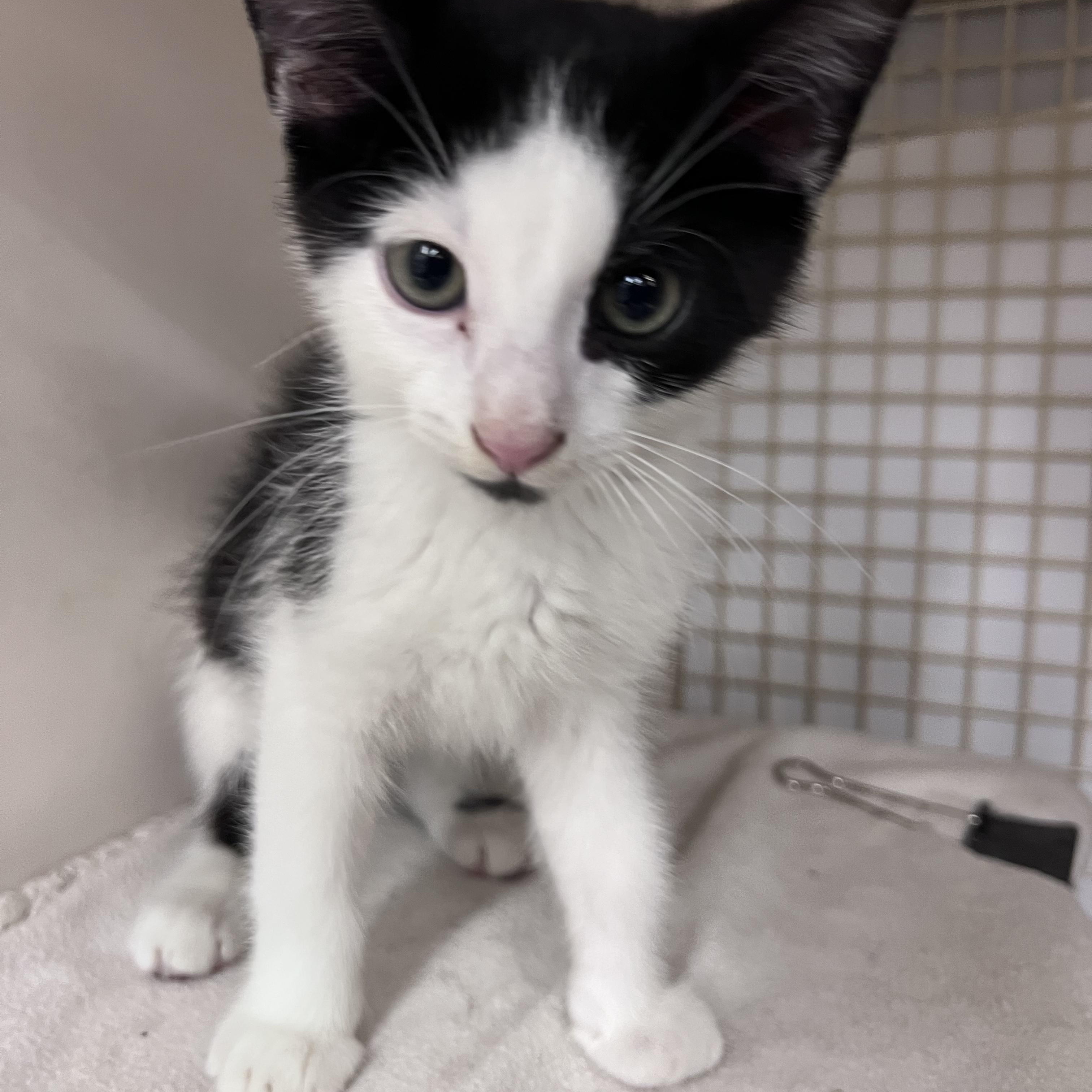 Moo, an adopted Domestic Short Hair in Boston, MA image 2/3