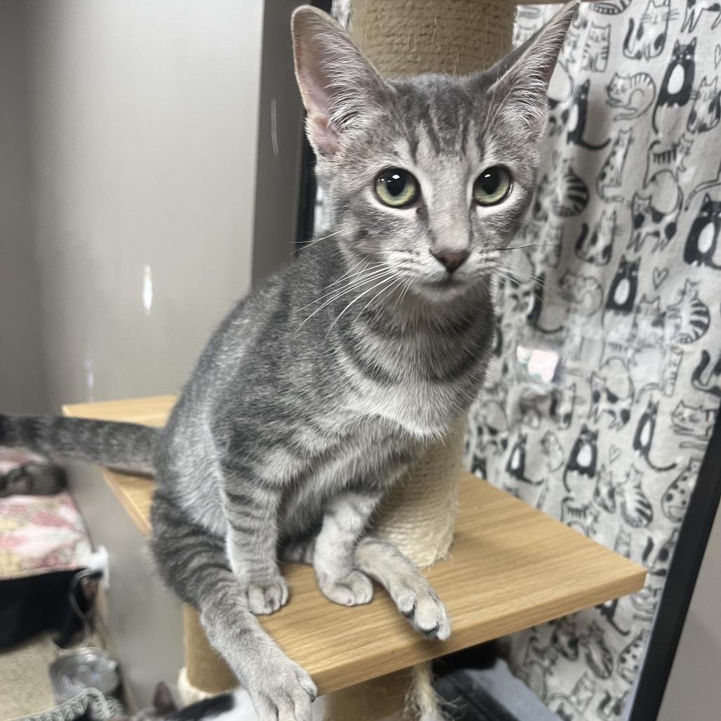 Chopsticks, Adoptable, Young Female Domestic Short Hair.