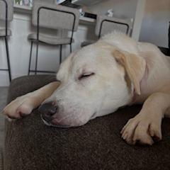 Olive, Adoptable, Adult Female Mixed Breed.