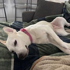 Enlarge Olive, a Adoptable Mixed Breed in Milton, FL image 2/6