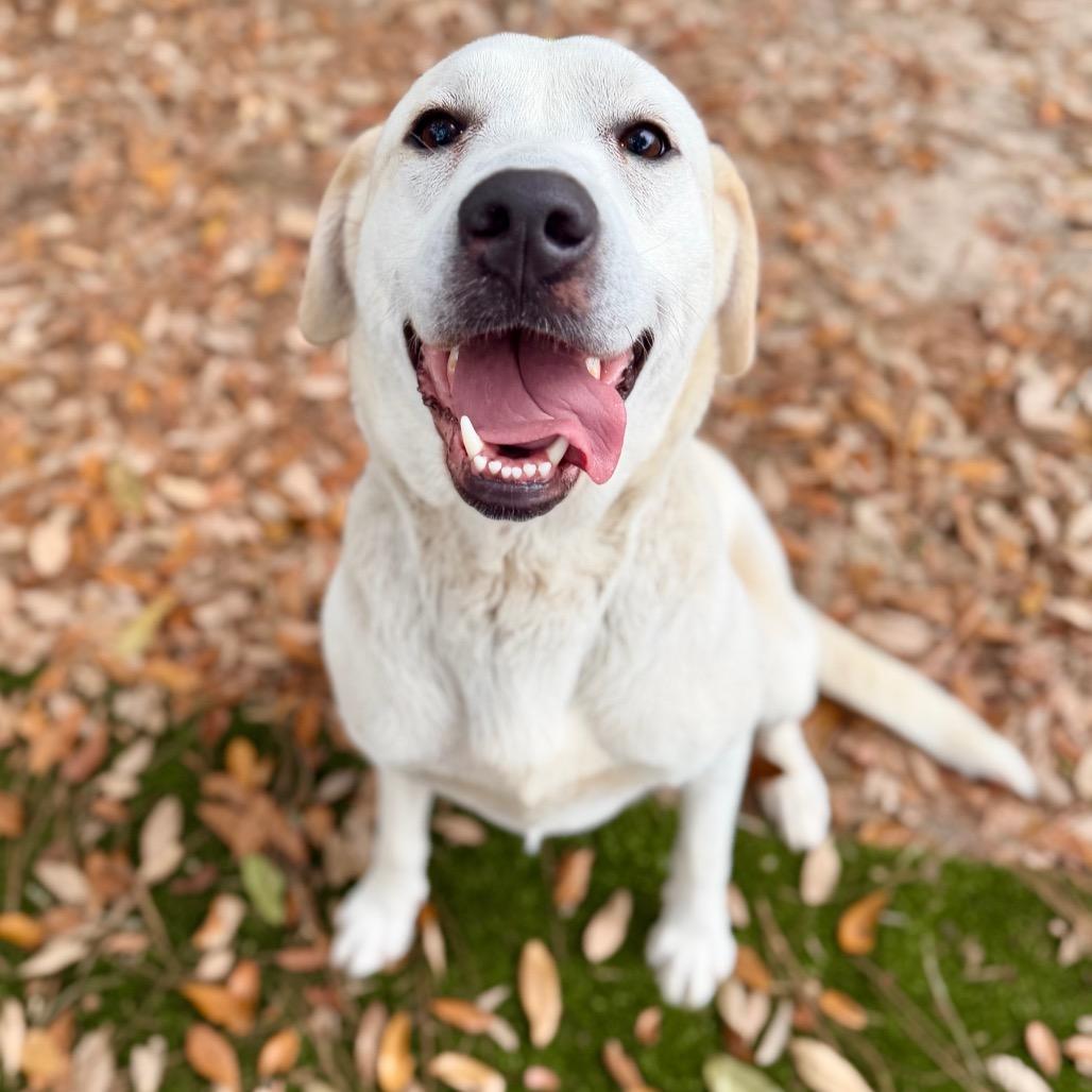Enlarge Olive, a Adoptable Mixed Breed in Milton, FL image 3/6