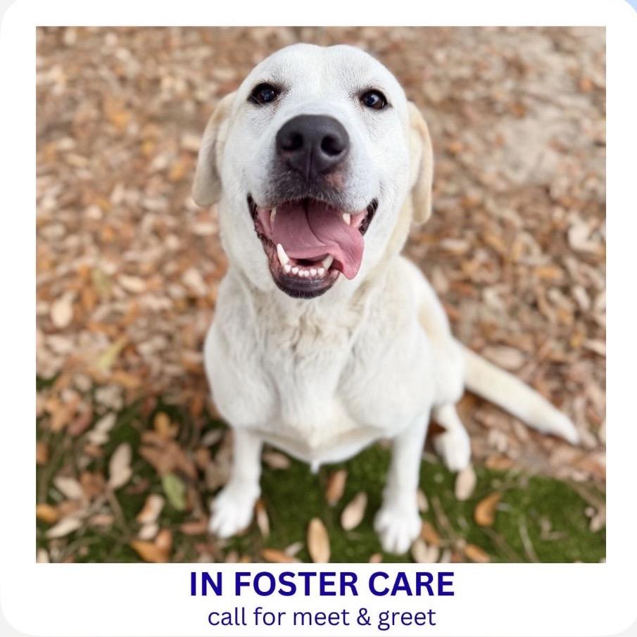 Enlarge Olive, a Adoptable Mixed Breed in Milton, FL image 4/6