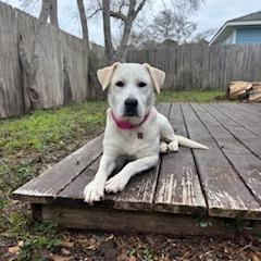 Enlarge Olive, a Adoptable Mixed Breed in Milton, FL image 5/6