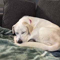 Enlarge Olive, a Adoptable Mixed Breed in Milton, FL image 6/6