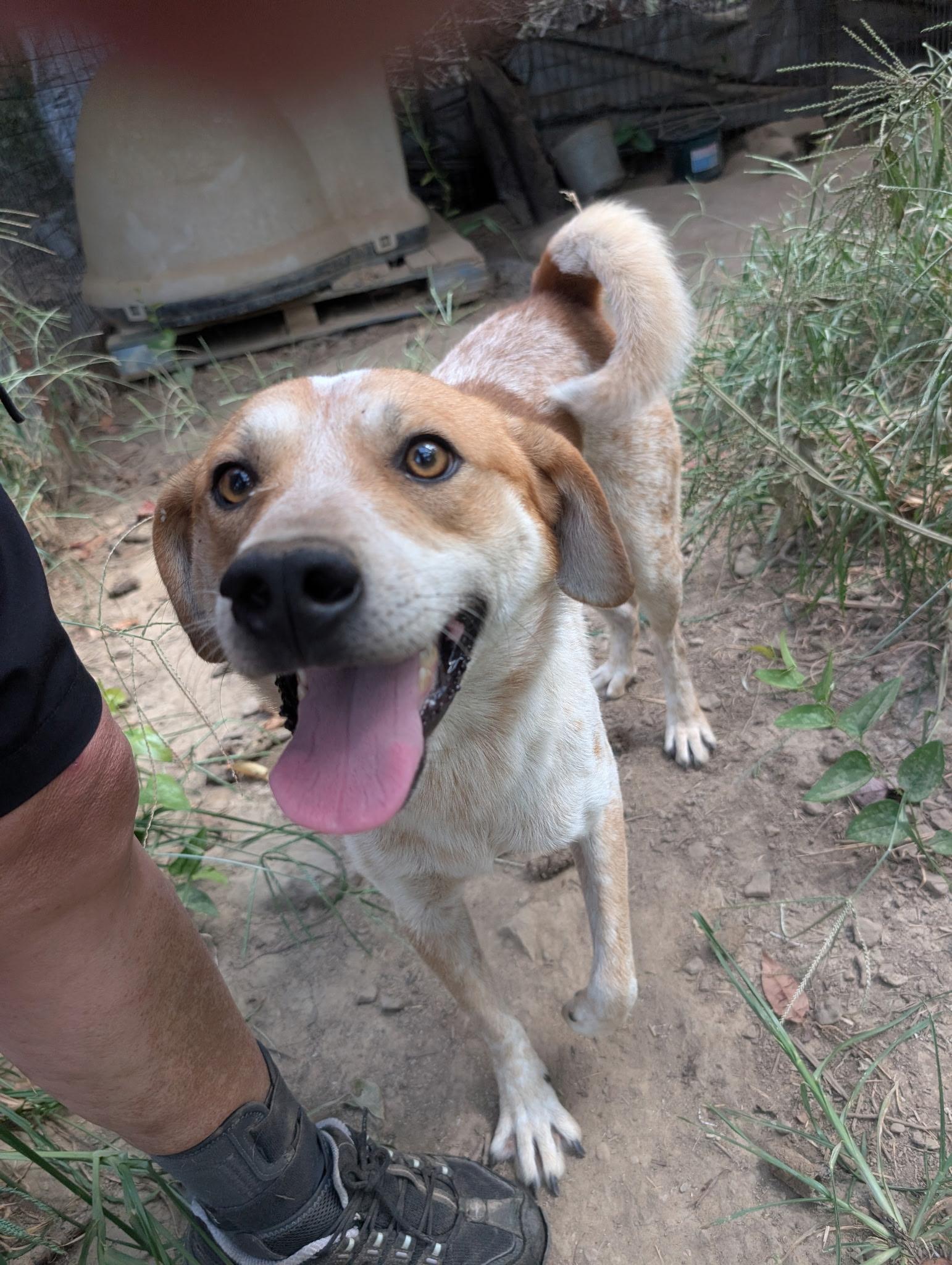 Enlarge MICKEY, a ADOPTABLE mixed breed in Chicopee, MA image 3/5