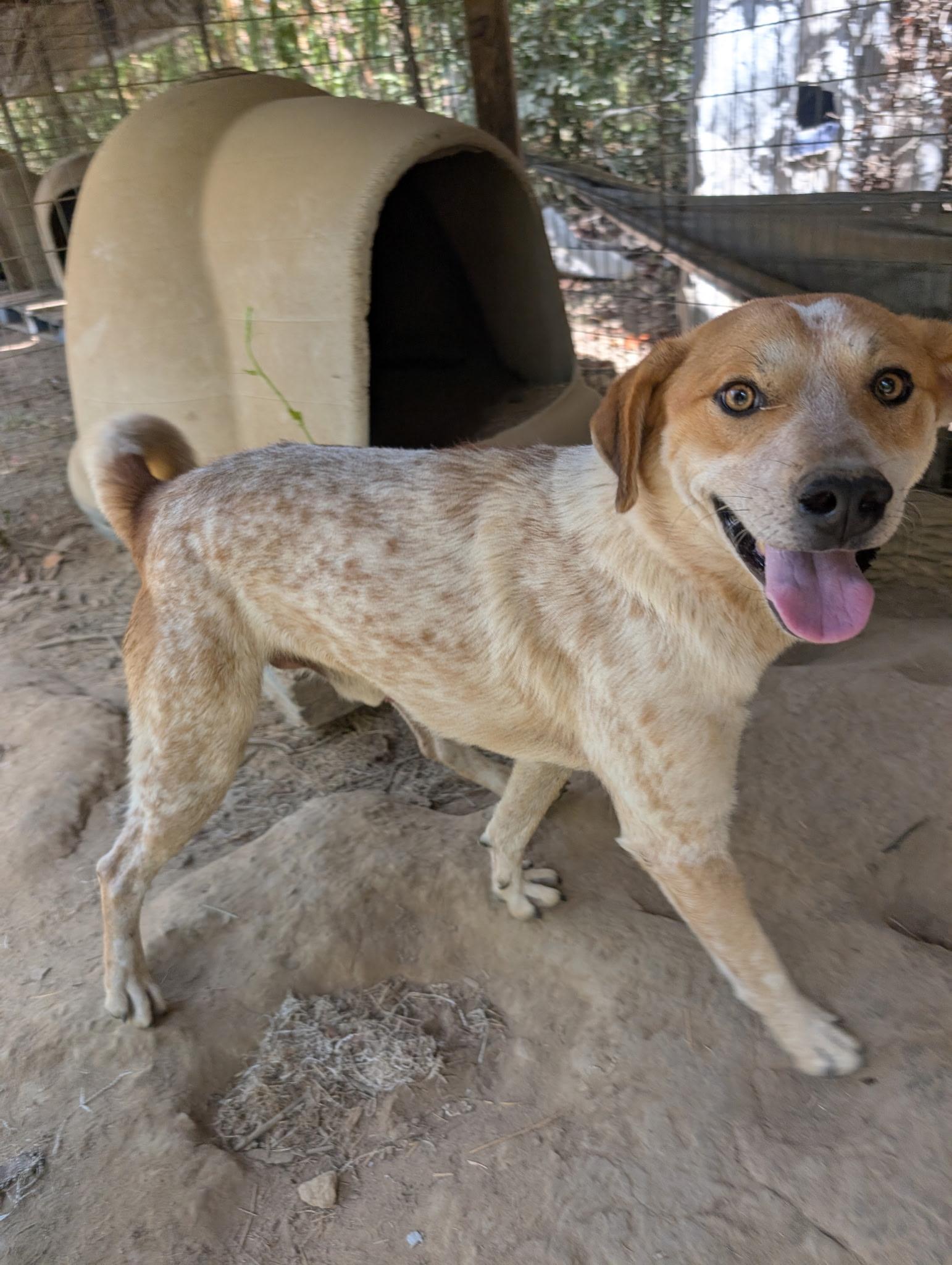 Enlarge MICKEY, a ADOPTABLE mixed breed in Chicopee, MA image 2/5