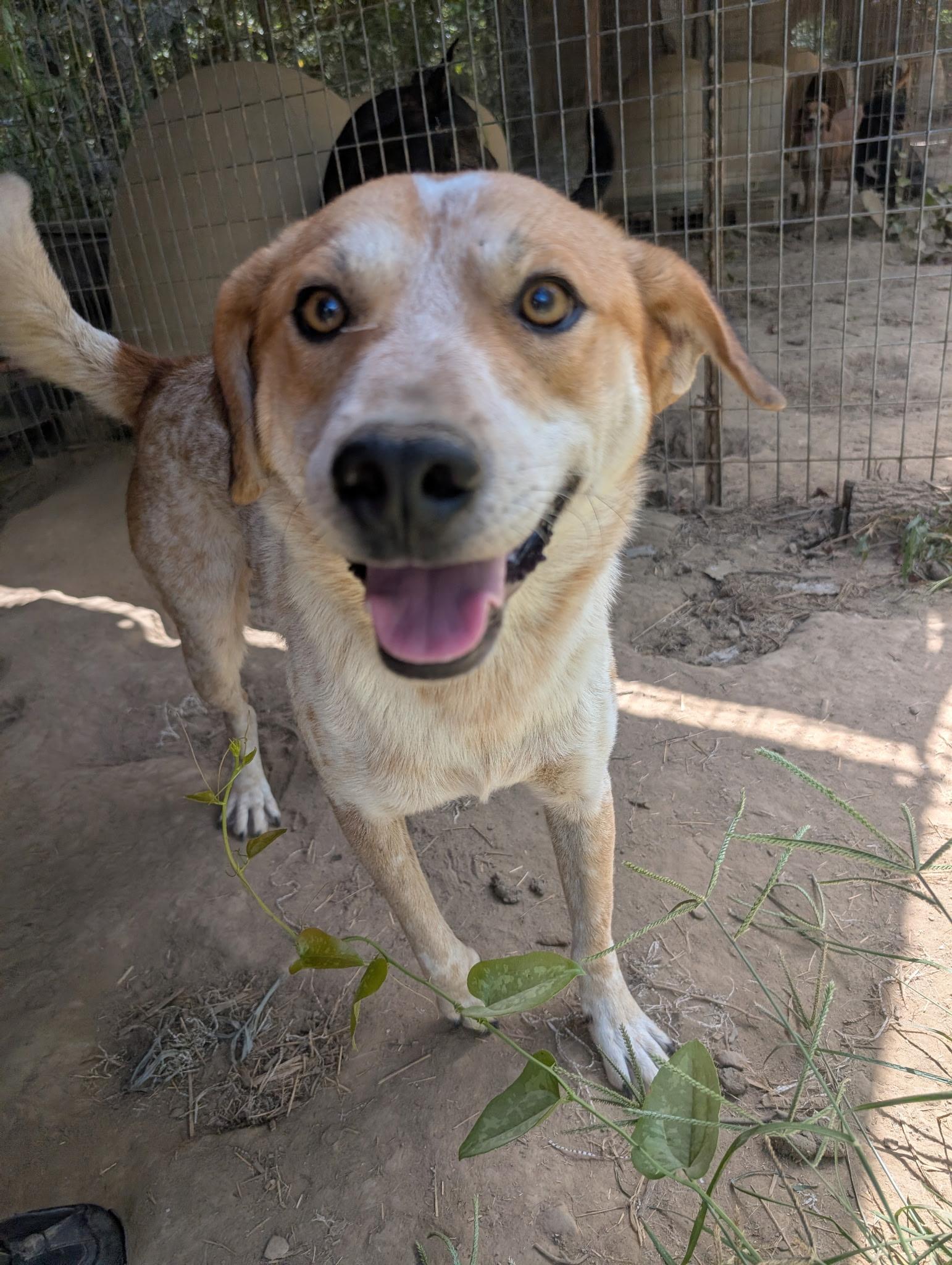 MICKEY, ADOPTABLE, Young Male Australian Cattle Dog / Blue Heeler.