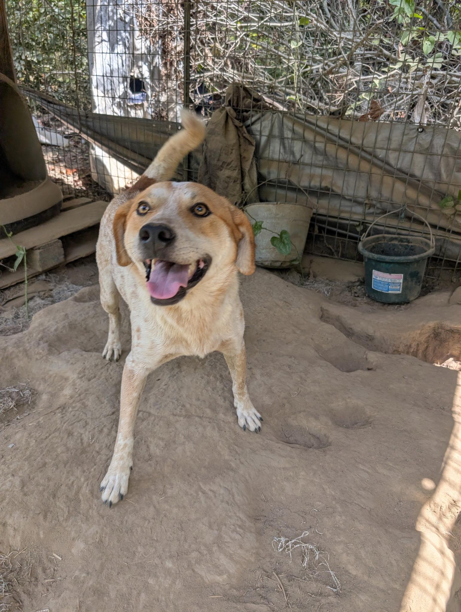 Enlarge MICKEY, a ADOPTABLE mixed breed in Chicopee, MA image 4/5