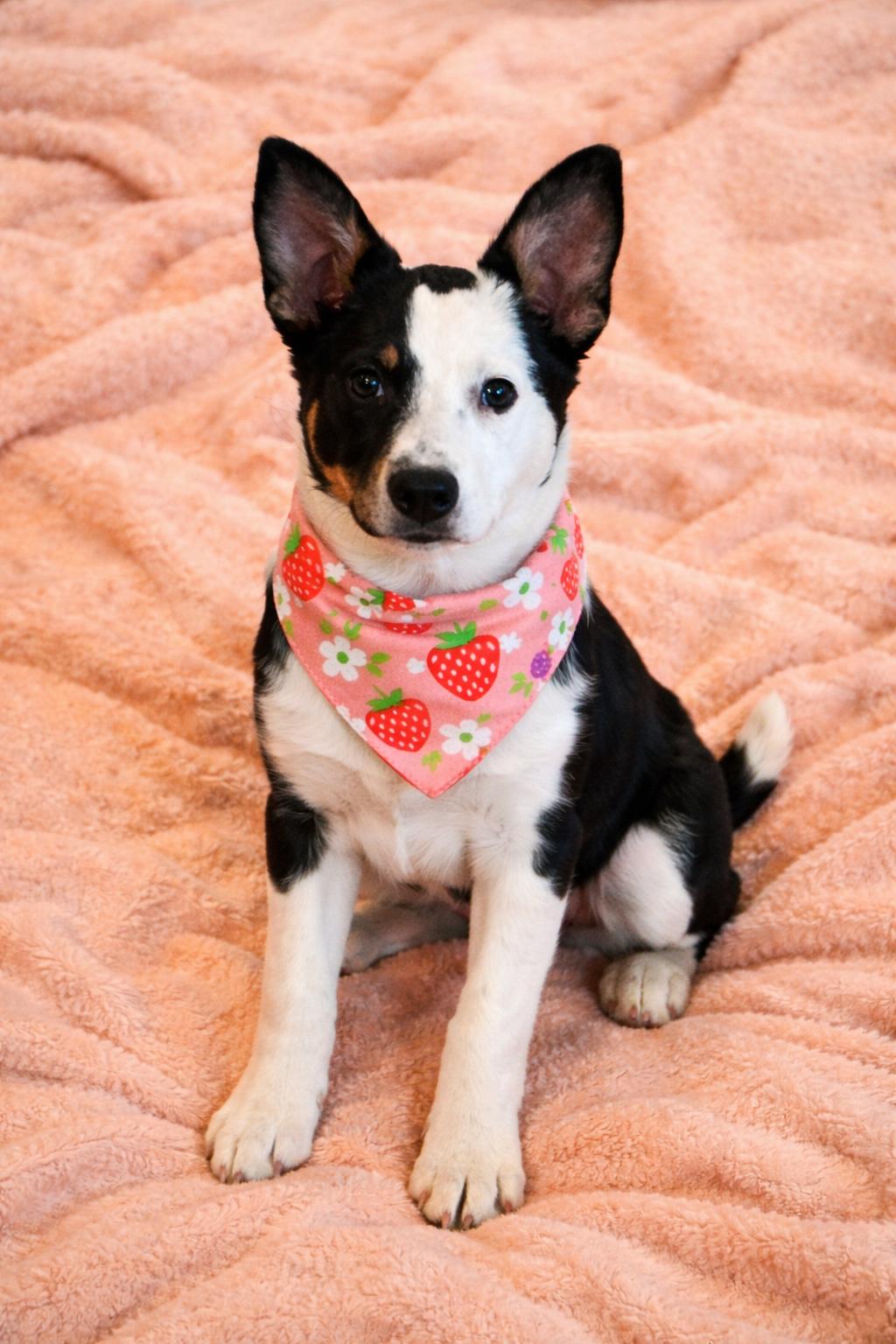 Enlarge Fable, a Adoptable mixed breed in Murray, KY image 3/5