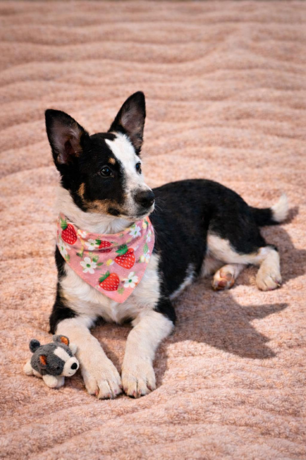 Enlarge Fable, a Adoptable mixed breed in Murray, KY image 4/5