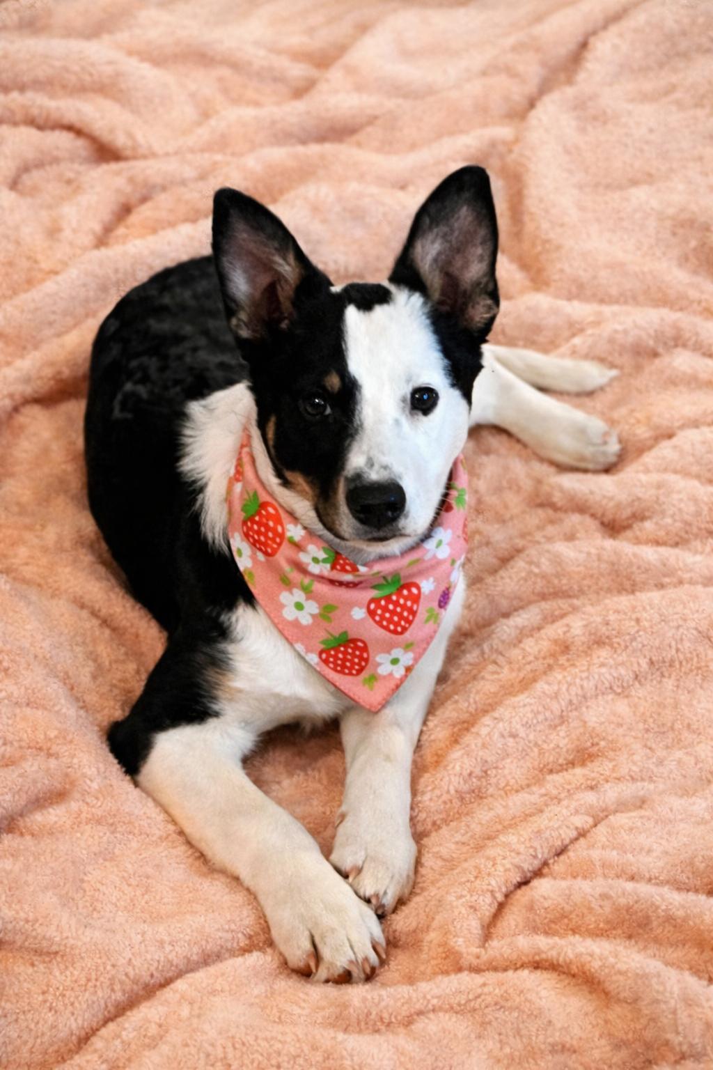 Enlarge Fable, a Adoptable mixed breed in Murray, KY image 2/5