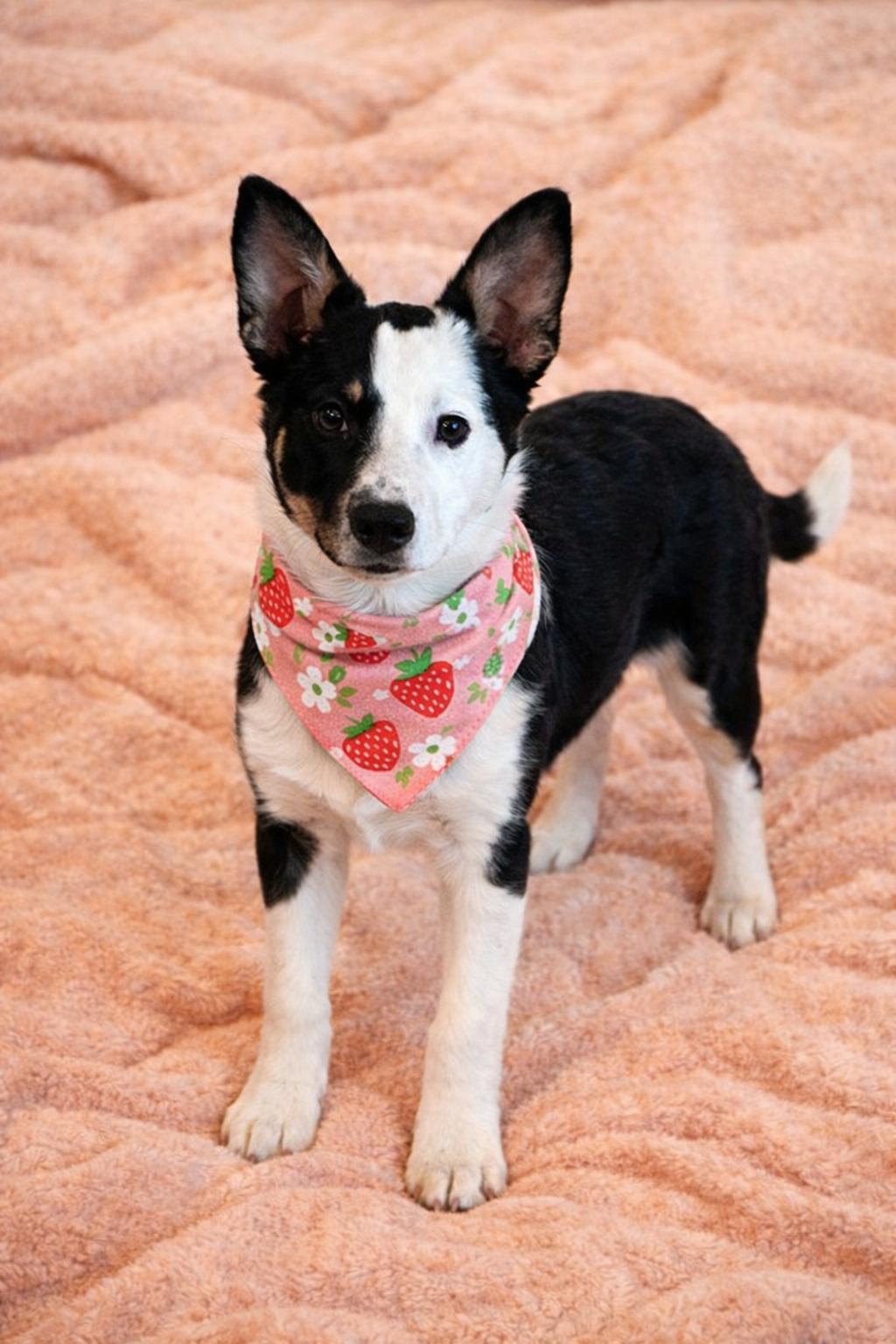 Enlarge Fable, a Adoptable mixed breed in Murray, KY image 1/5