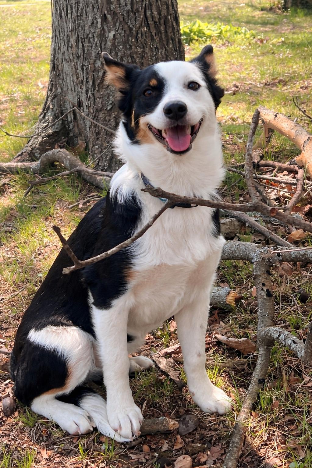 Fable, adopted, Puppy Female Australian Shepherd.