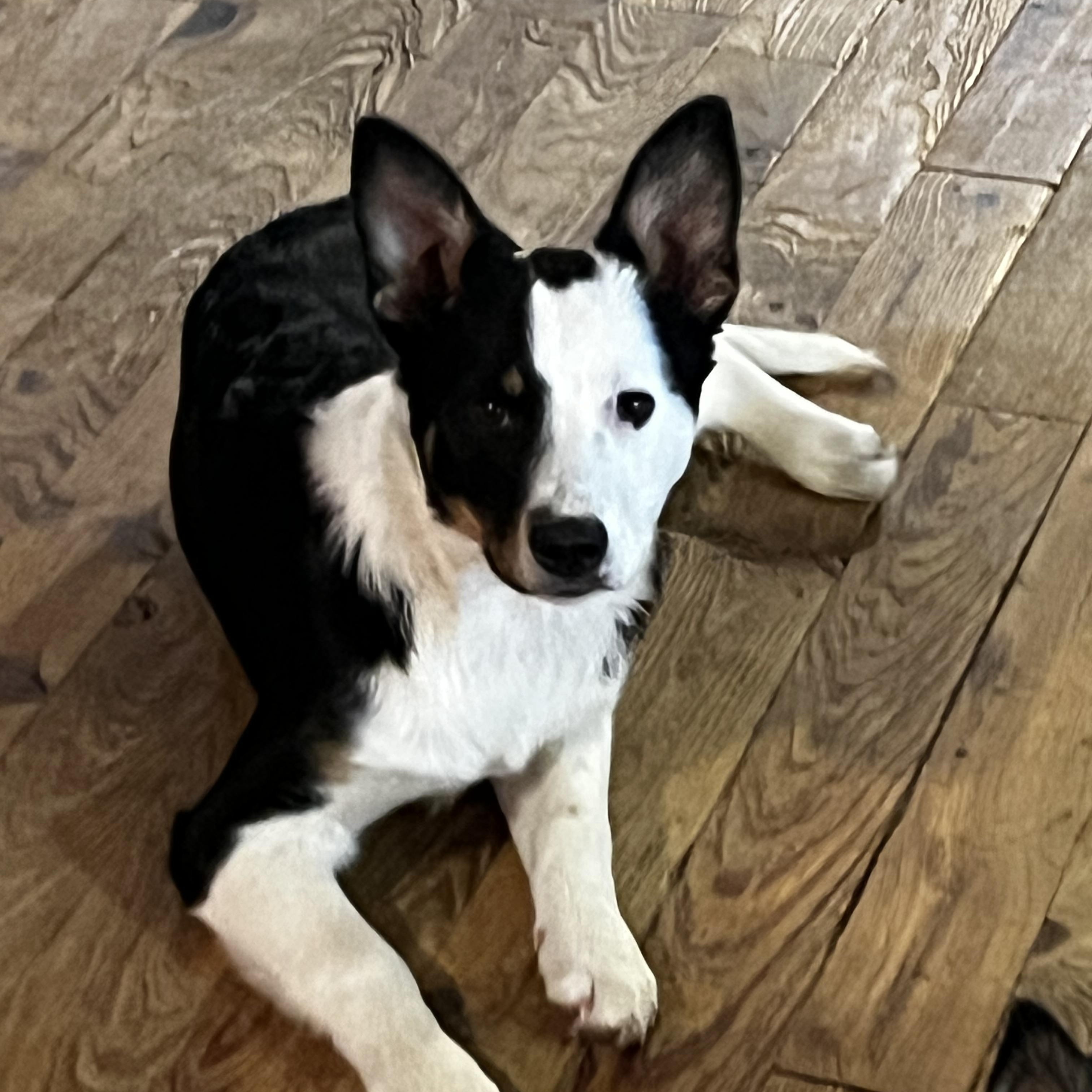 Enlarge Fable, a Adoptable mixed breed in Murray, KY image 5/5