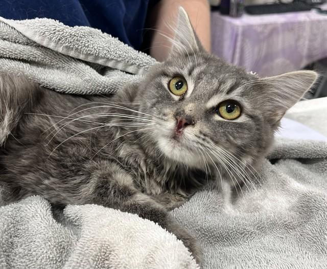 KEBAB, Adoptable, Young Male Domestic Medium Hair.