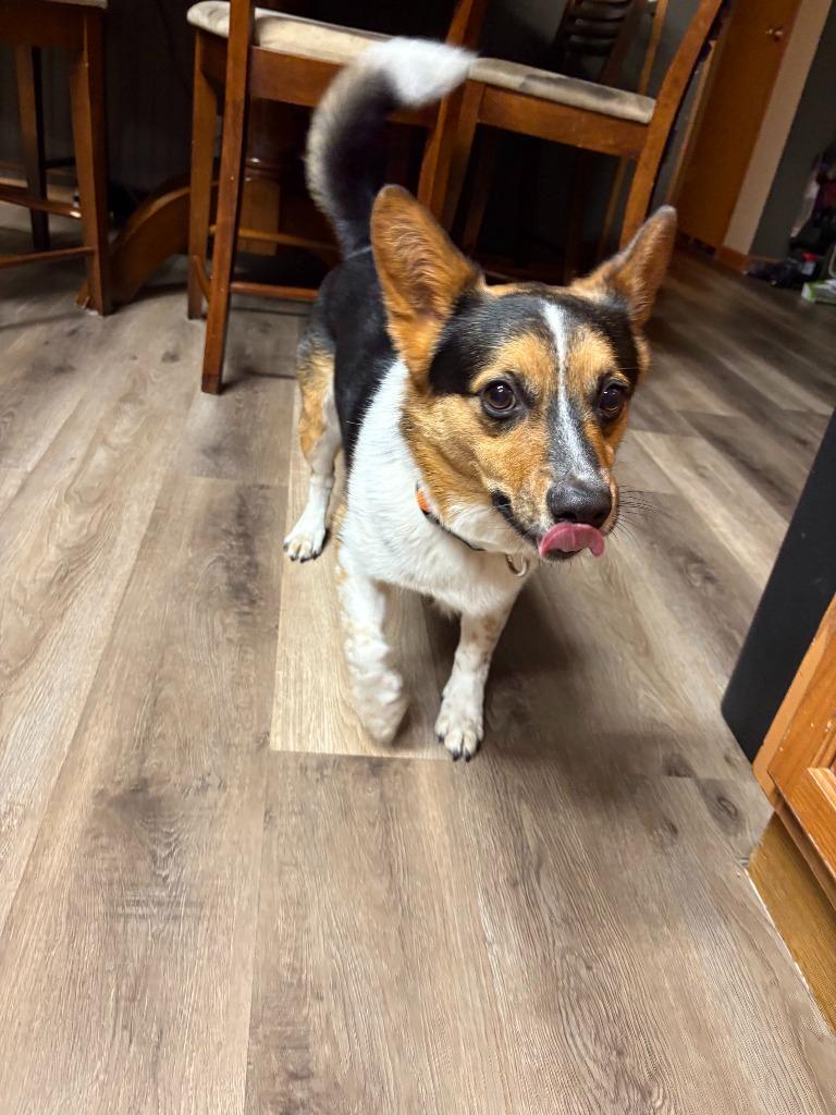 Enlarge Shaun, a Adoptable mixed breed in Owatonna, MN image 1/3