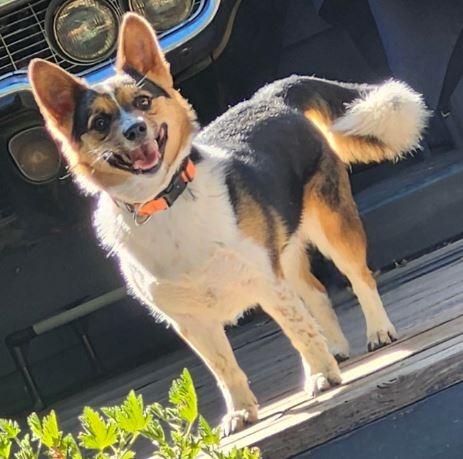 Enlarge Shaun, a Adoptable mixed breed in Owatonna, MN image 2/3