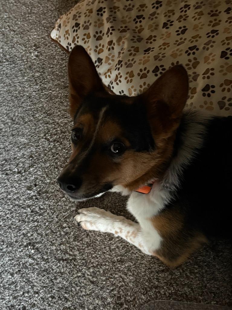 Enlarge Shaun, a Adoptable mixed breed in Owatonna, MN image 3/3