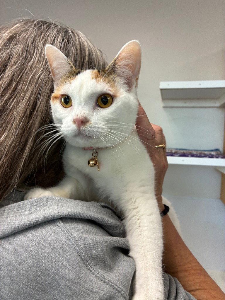Soka, Adoptable, Young Female Domestic Short Hair.