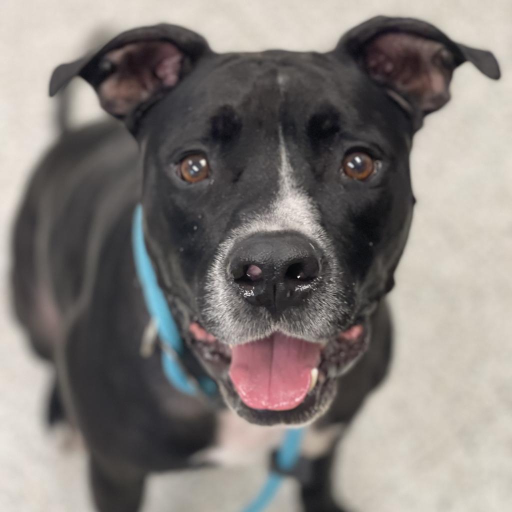 Enlarge Bo, a Adoptable Mixed Breed in Sarasota, FL image 2/6