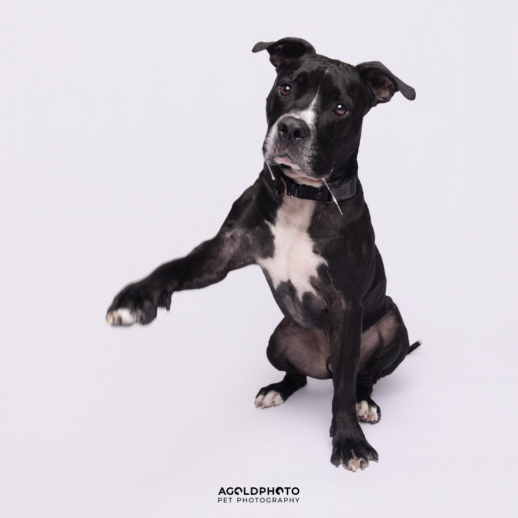 Enlarge Bo, a Adoptable Mixed Breed in Sarasota, FL image 3/6