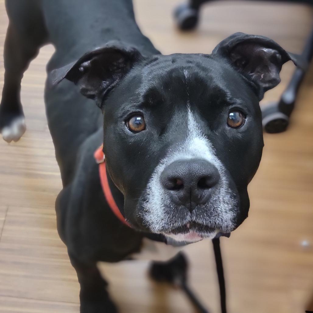 Enlarge Bo, a Adoptable Mixed Breed in Sarasota, FL image 4/6