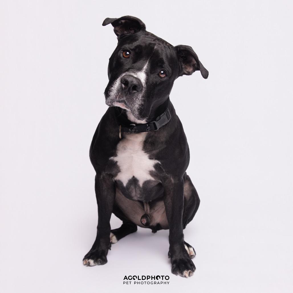 Enlarge Bo, a Adoptable Mixed Breed in Sarasota, FL image 5/6