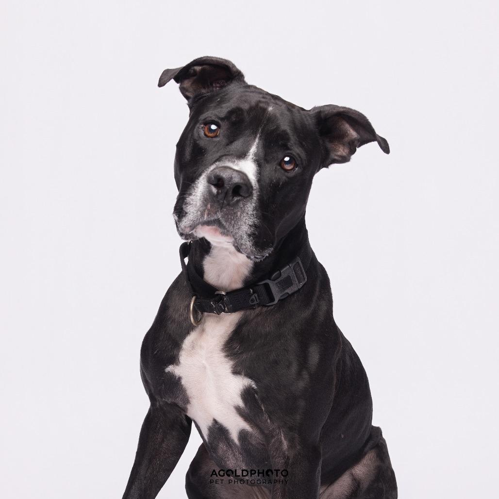 Enlarge Bo, a Adoptable Mixed Breed in Sarasota, FL image 6/6