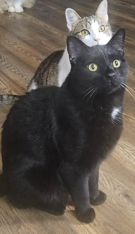 Enlarge Judah, a Adoptable Domestic Short Hair in Brentwood , NH image 3/5