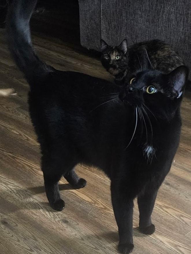Enlarge Judah, a Adoptable Domestic Short Hair in Brentwood , NH image 4/5