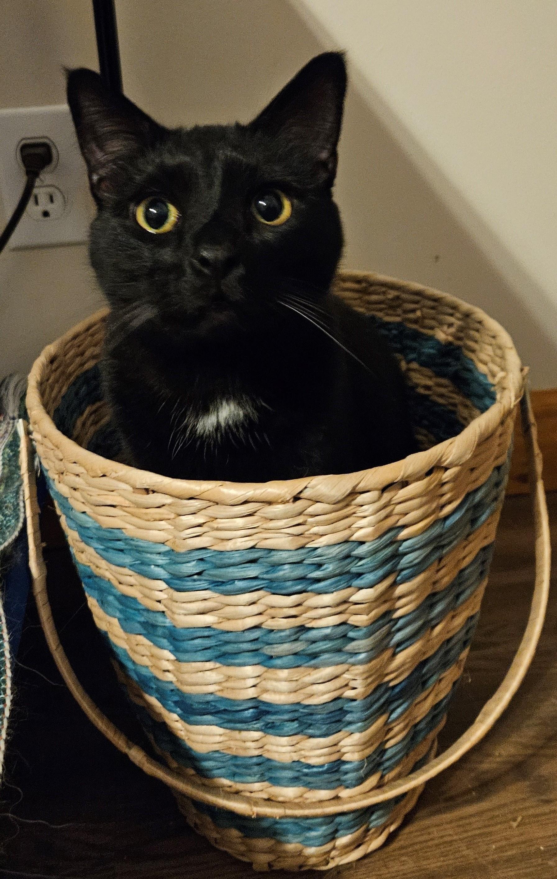Enlarge Judah, a Adoptable Domestic Short Hair in Brentwood , NH image 1/5