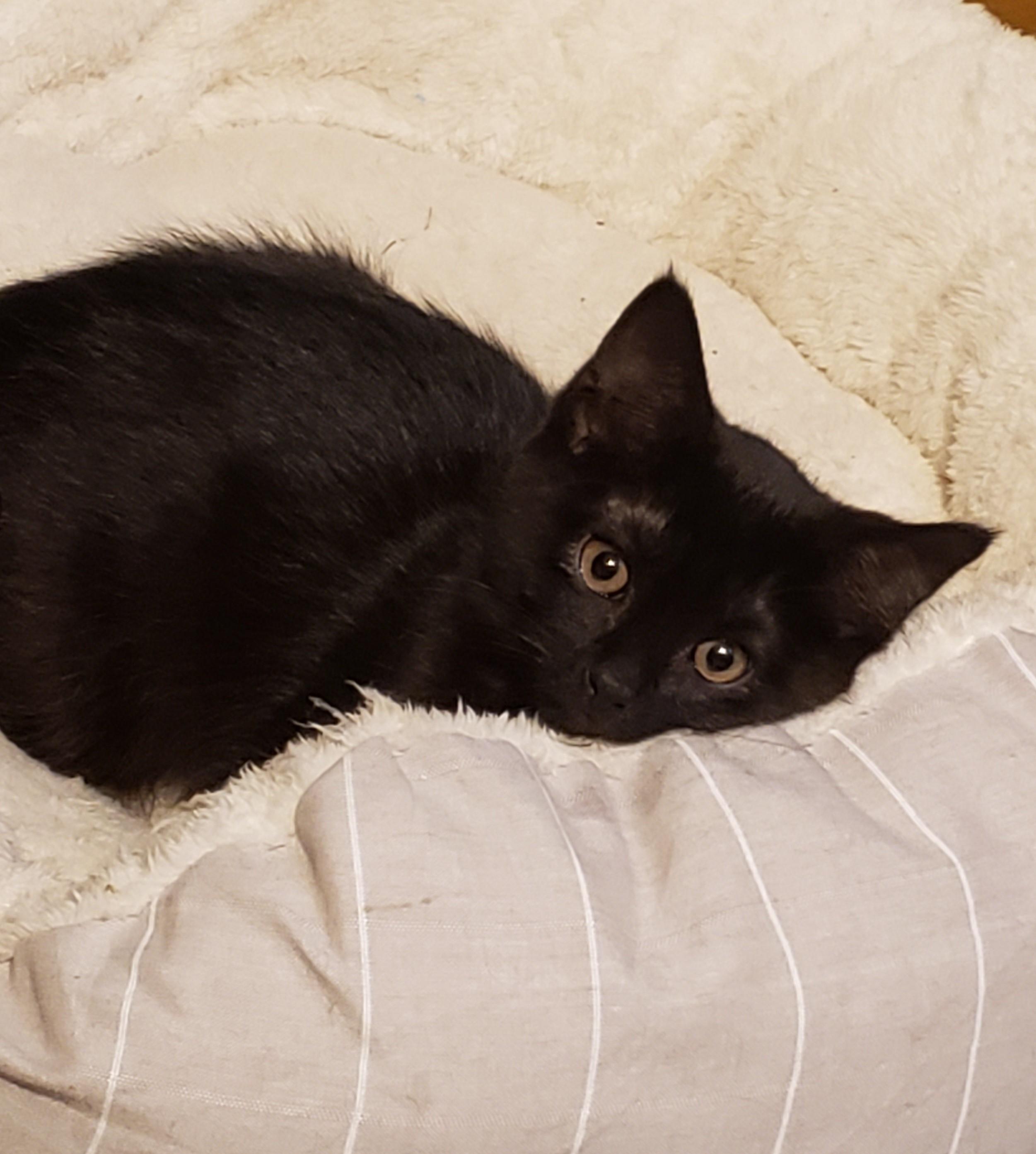 Enlarge Judah, a Adoptable Domestic Short Hair in Brentwood , NH image 2/5