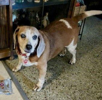Rosie V, Adoptable, Senior Female Beagle.