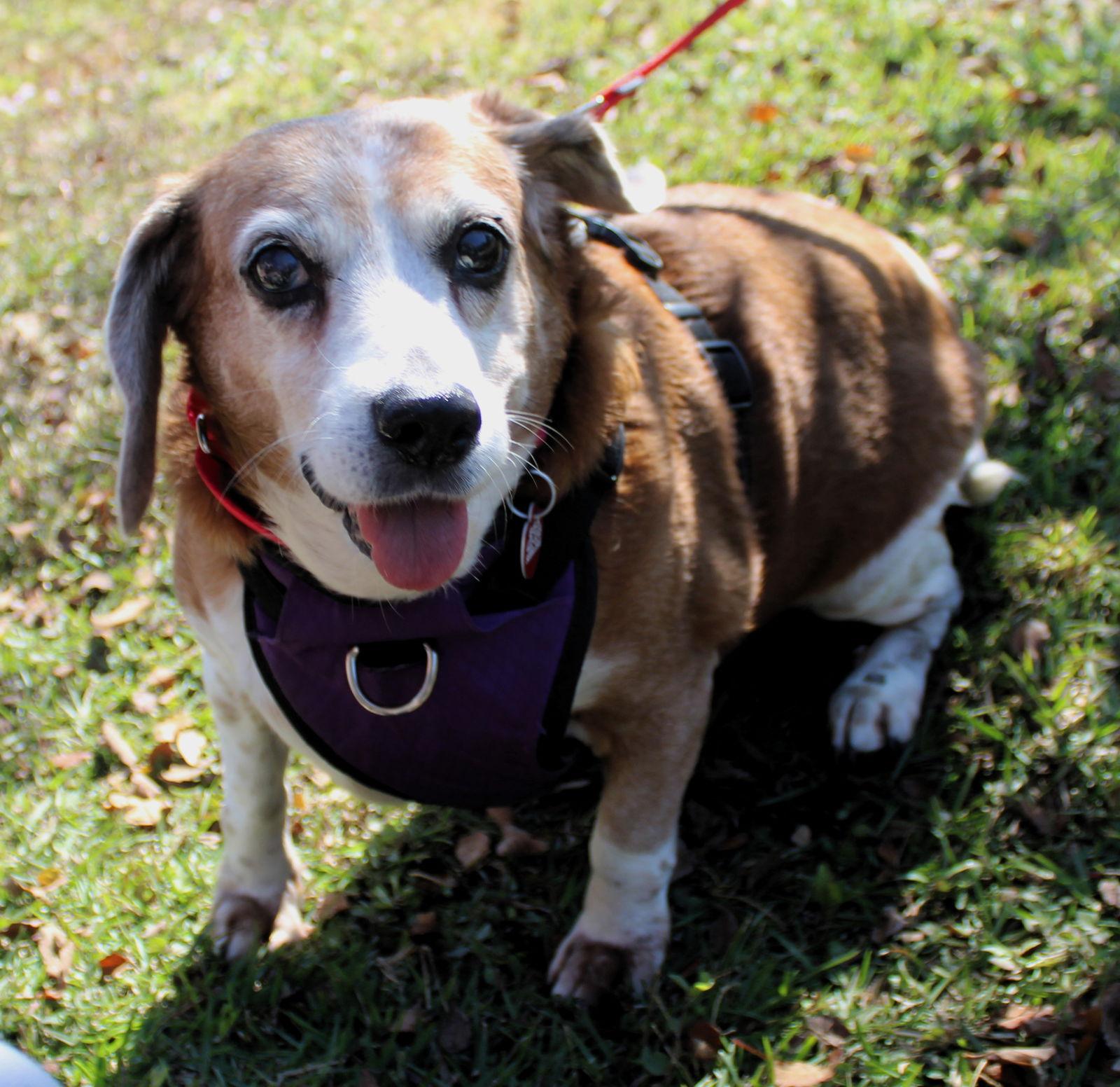 Rosie V, Adoptable, Senior Female Beagle.