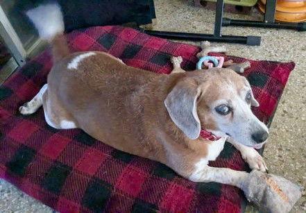 Enlarge Rosie V, a Adopted Beagle in Dunnellon, FL image 3/3