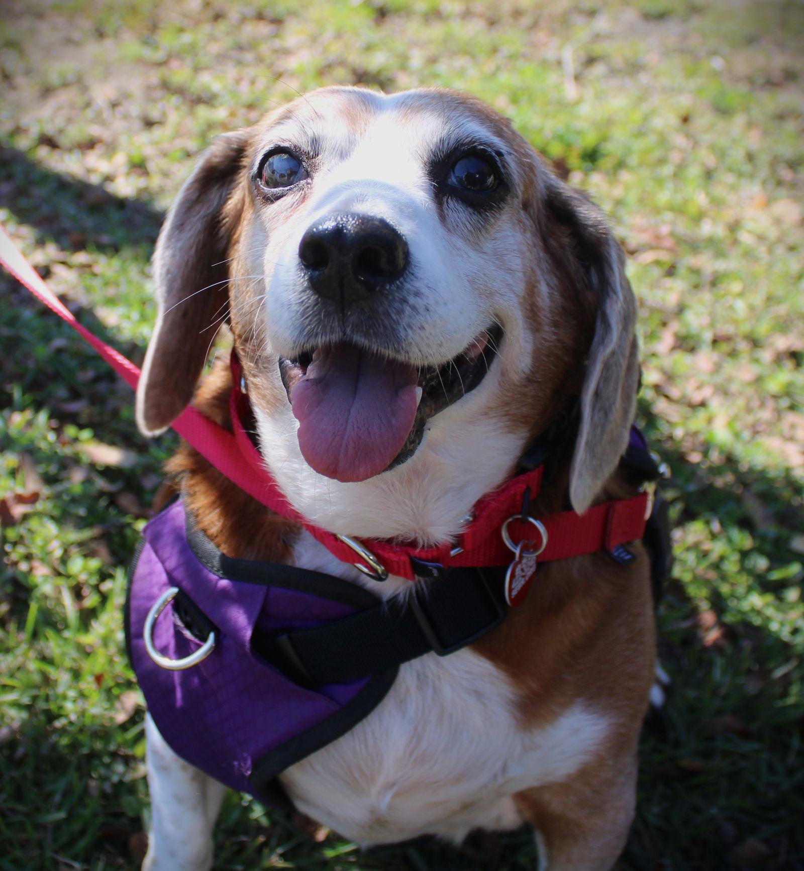 Enlarge Rosie V, a Adoptable Beagle in Dunnellon, FL image 2/3
