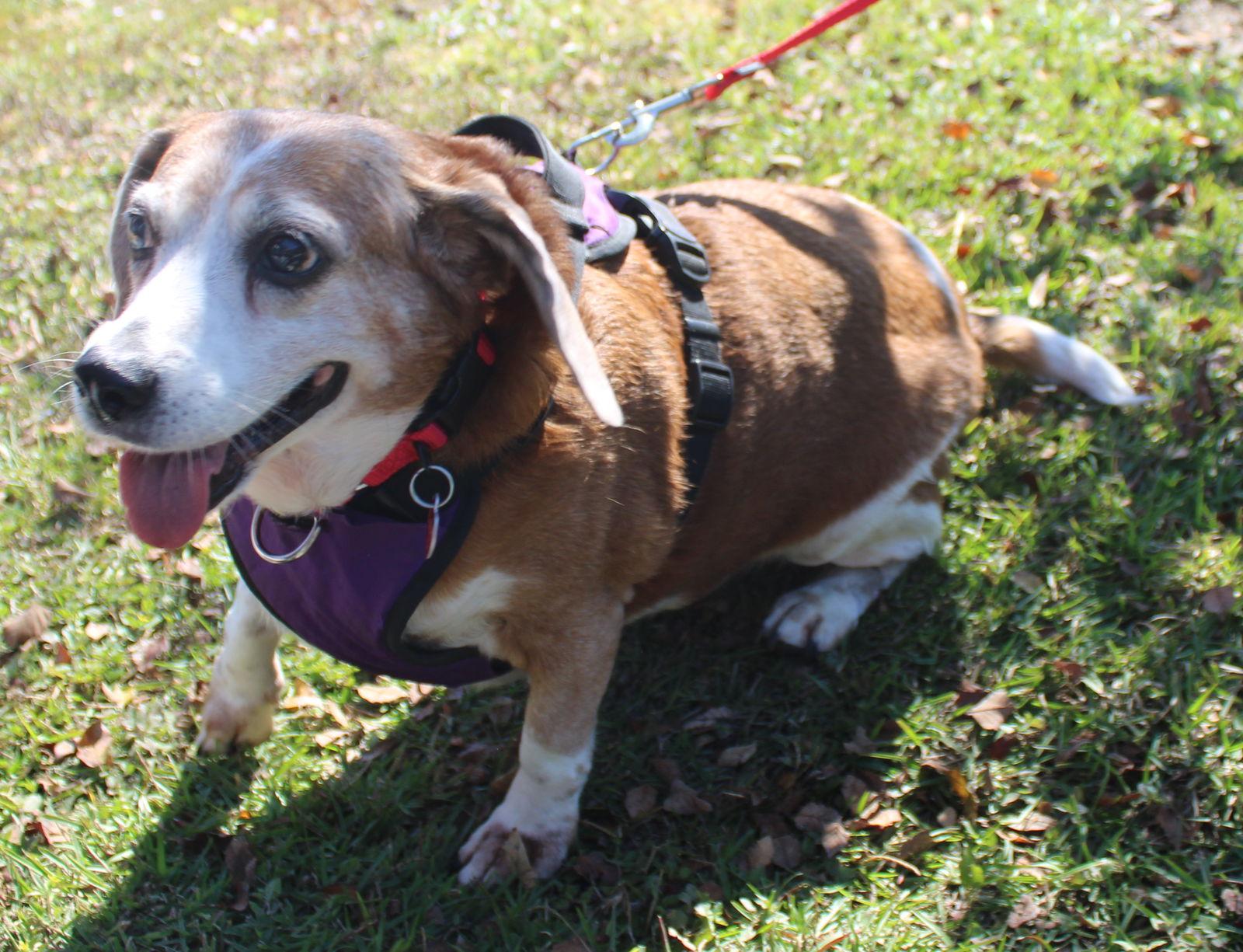 Enlarge Rosie V, a Adoptable Beagle in Dunnellon, FL image 3/3