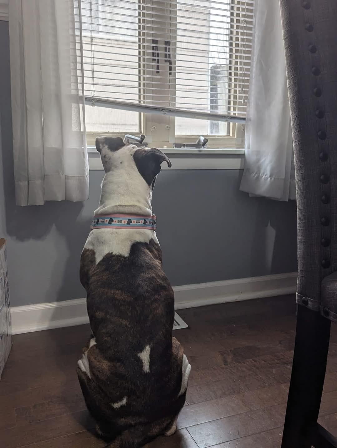 Enlarge Betsy Lou, a Adopted Pit Bull Terrier in Wheaton, IL image 1/6