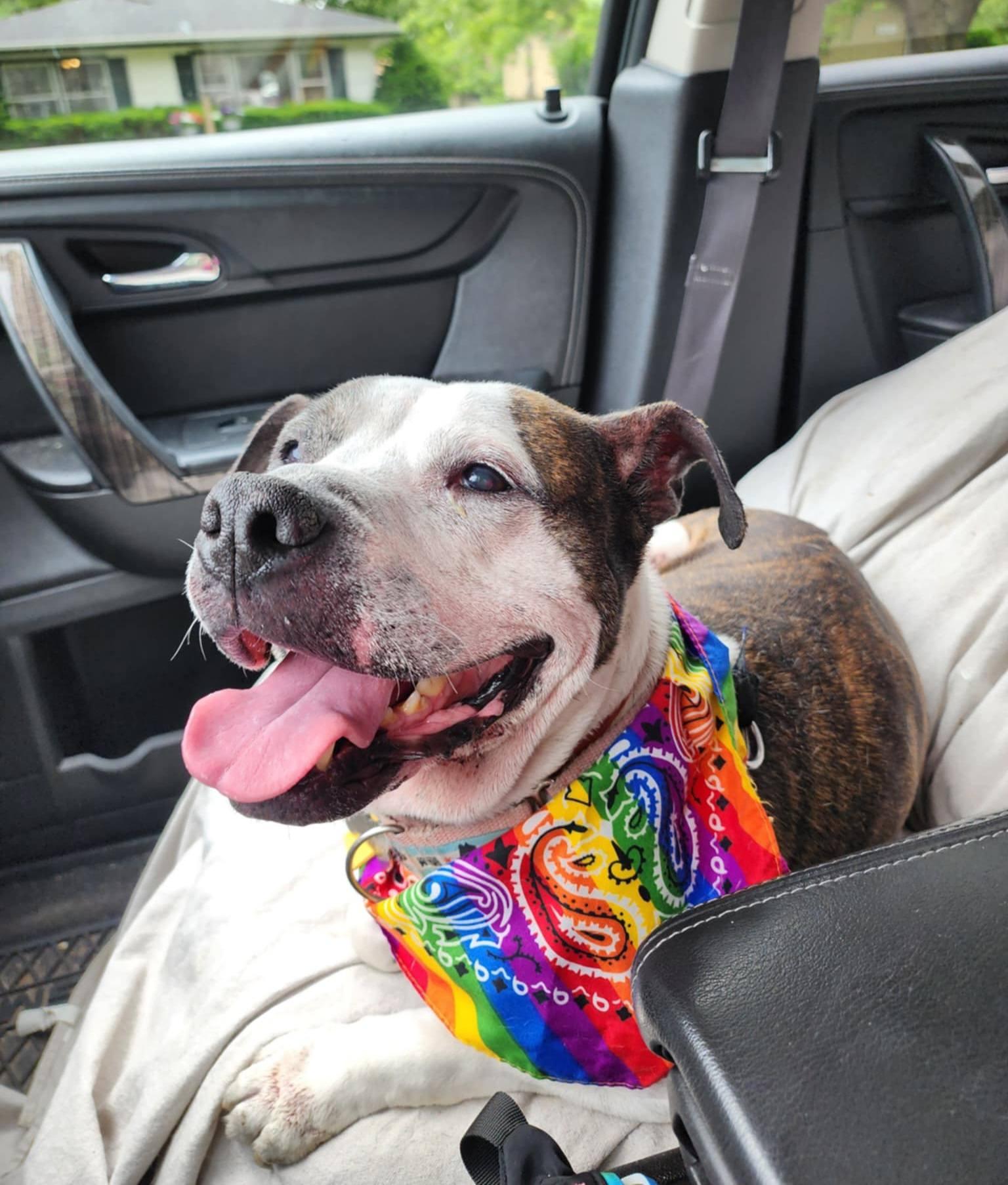 Enlarge Betsy Lou, a Adopted Pit Bull Terrier in Wheaton, IL image 2/6