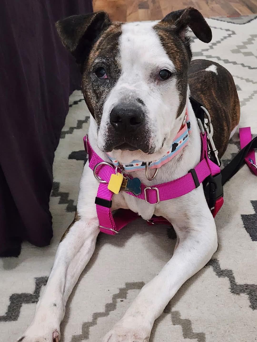 Enlarge Betsy Lou, a Adopted Pit Bull Terrier in Wheaton, IL image 4/6