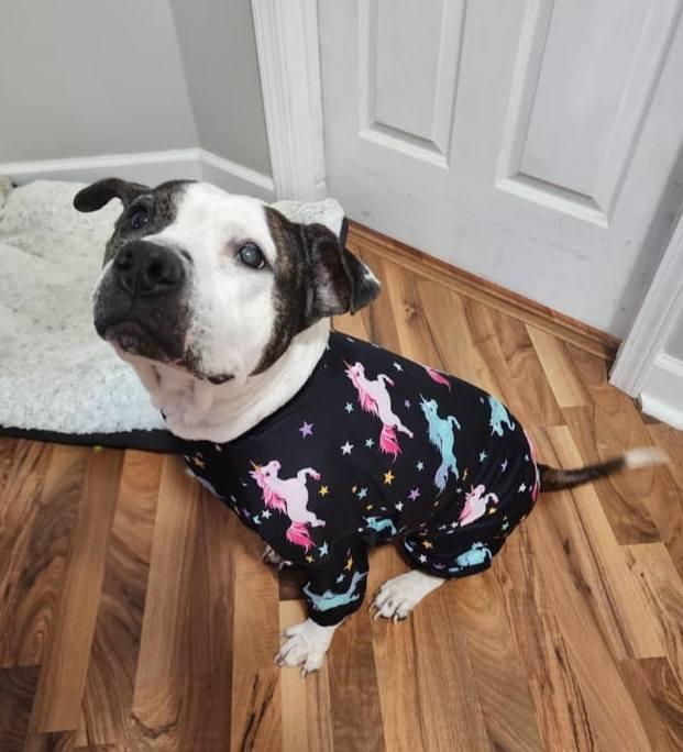 Enlarge Betsy Lou, a Adopted Pit Bull Terrier in Wheaton, IL image 5/6