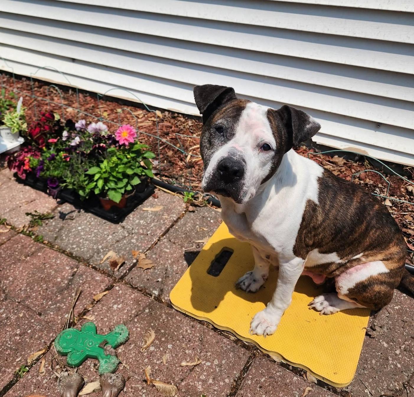 Enlarge Betsy Lou, a Adopted Pit Bull Terrier in Wheaton, IL image 6/6