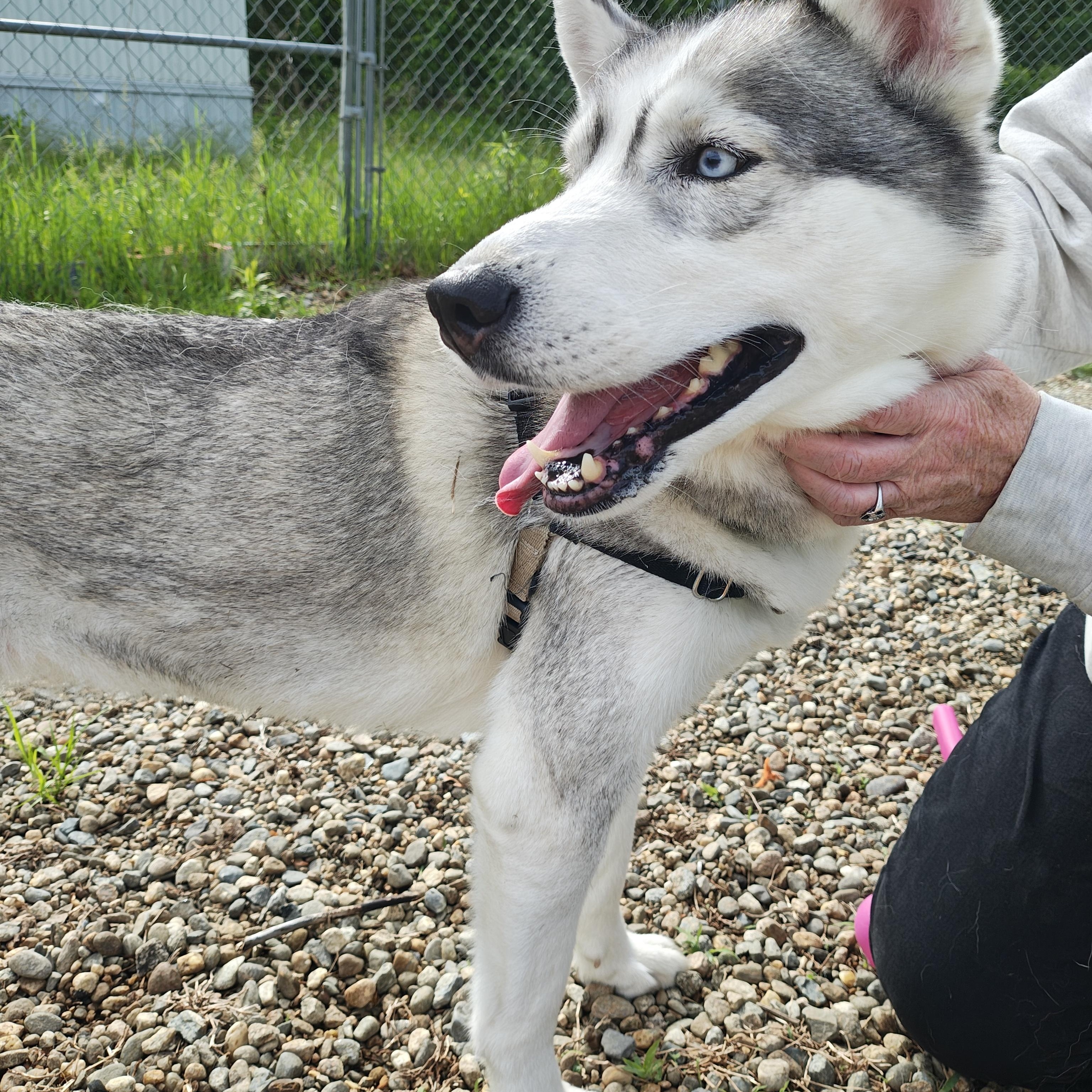 Sasha, ADOPTABLE, Adult Female Siberian Husky.