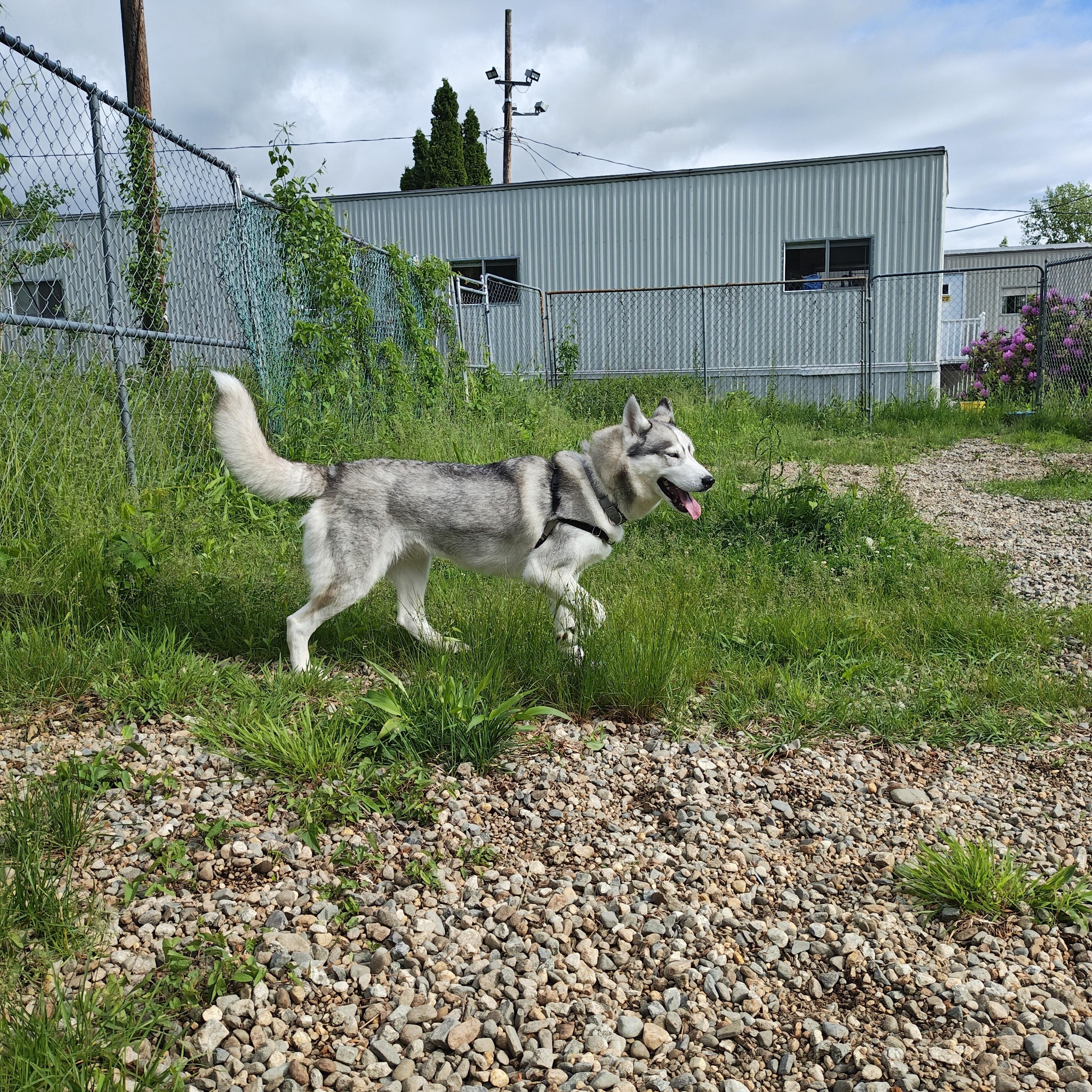 Enlarge Sasha, a ADOPTABLE Siberian Husky in Salem, NH image 3/6
