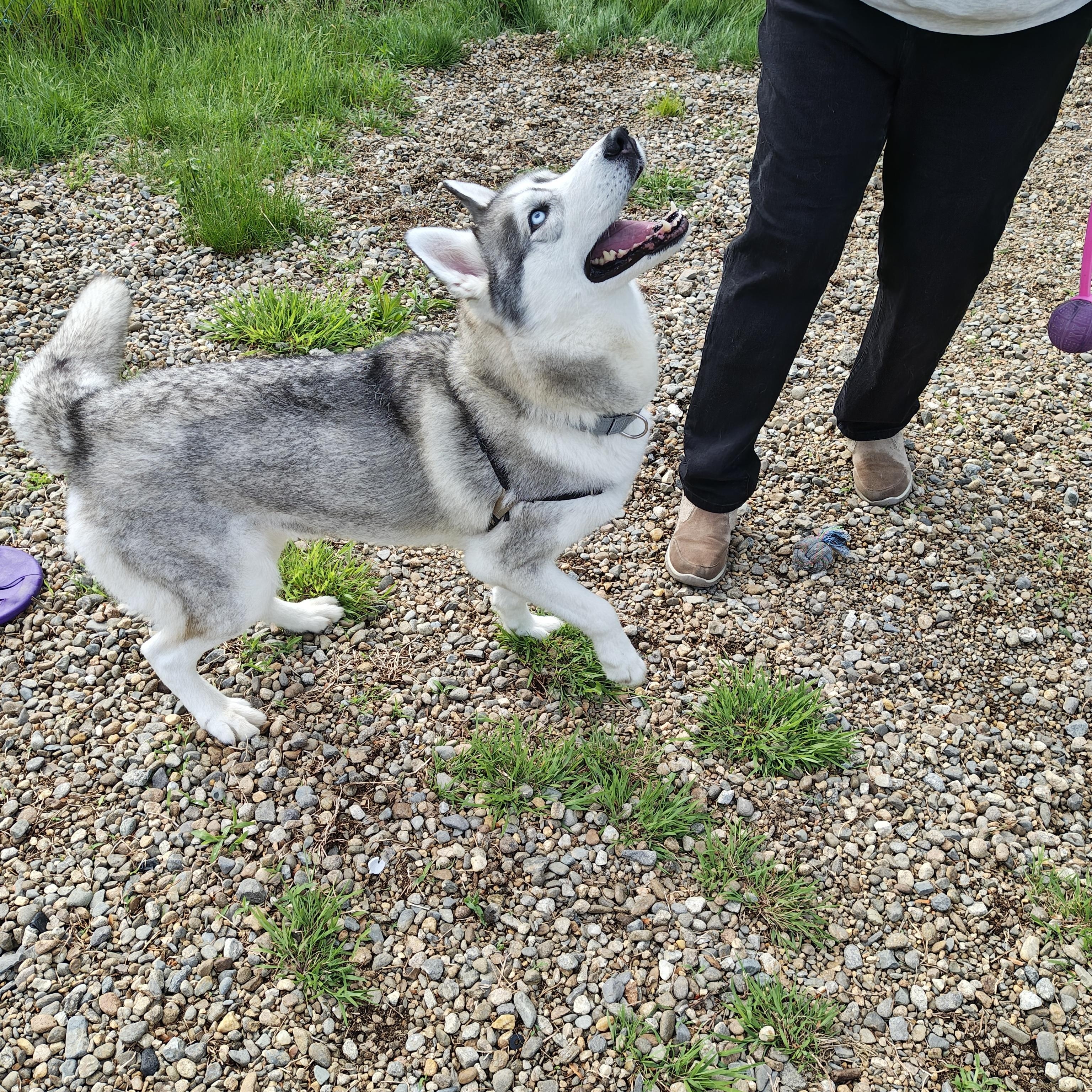 Enlarge Sasha, a ADOPTABLE Siberian Husky in Salem, NH image 4/6