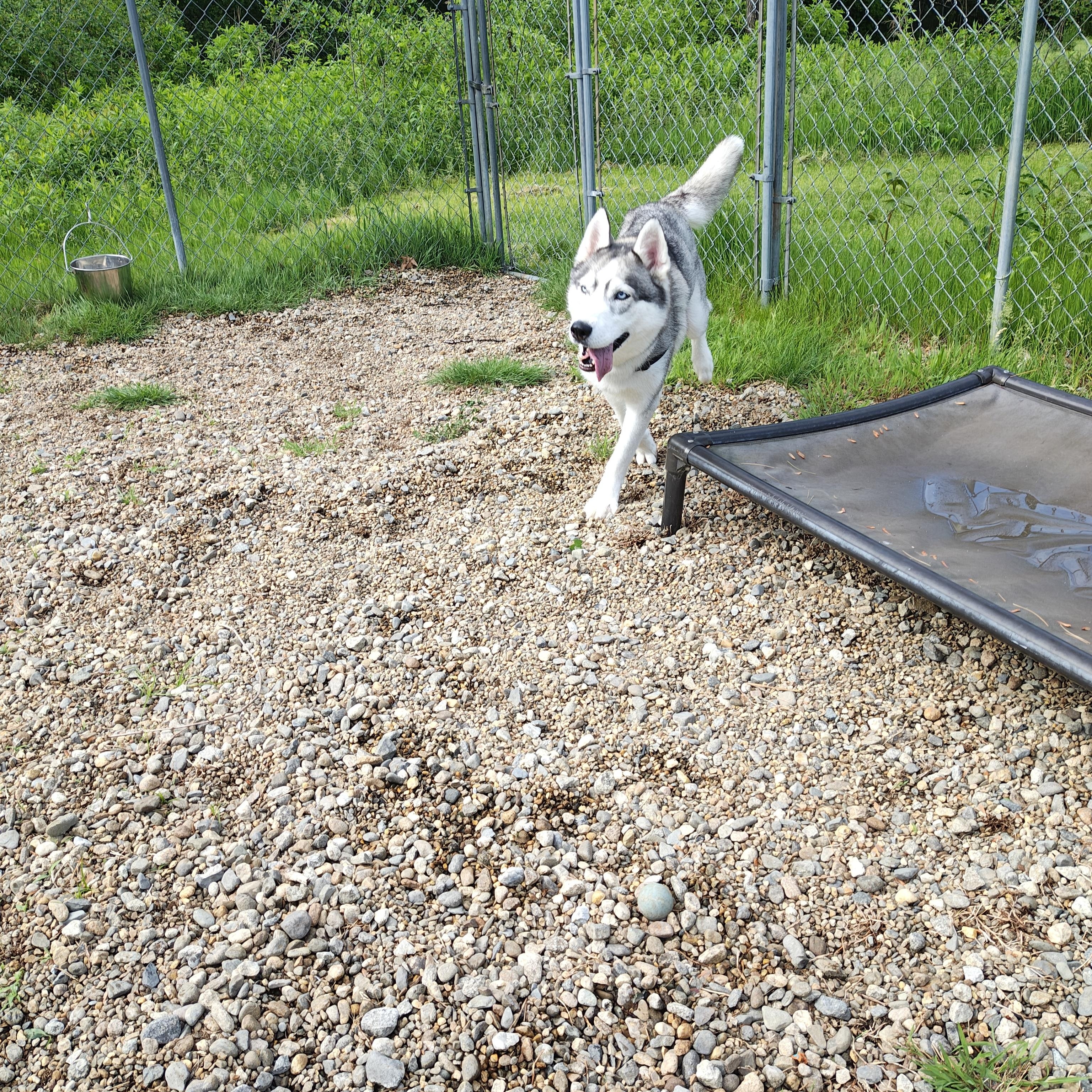 Enlarge Sasha, a ADOPTABLE Siberian Husky in Salem, NH image 5/6