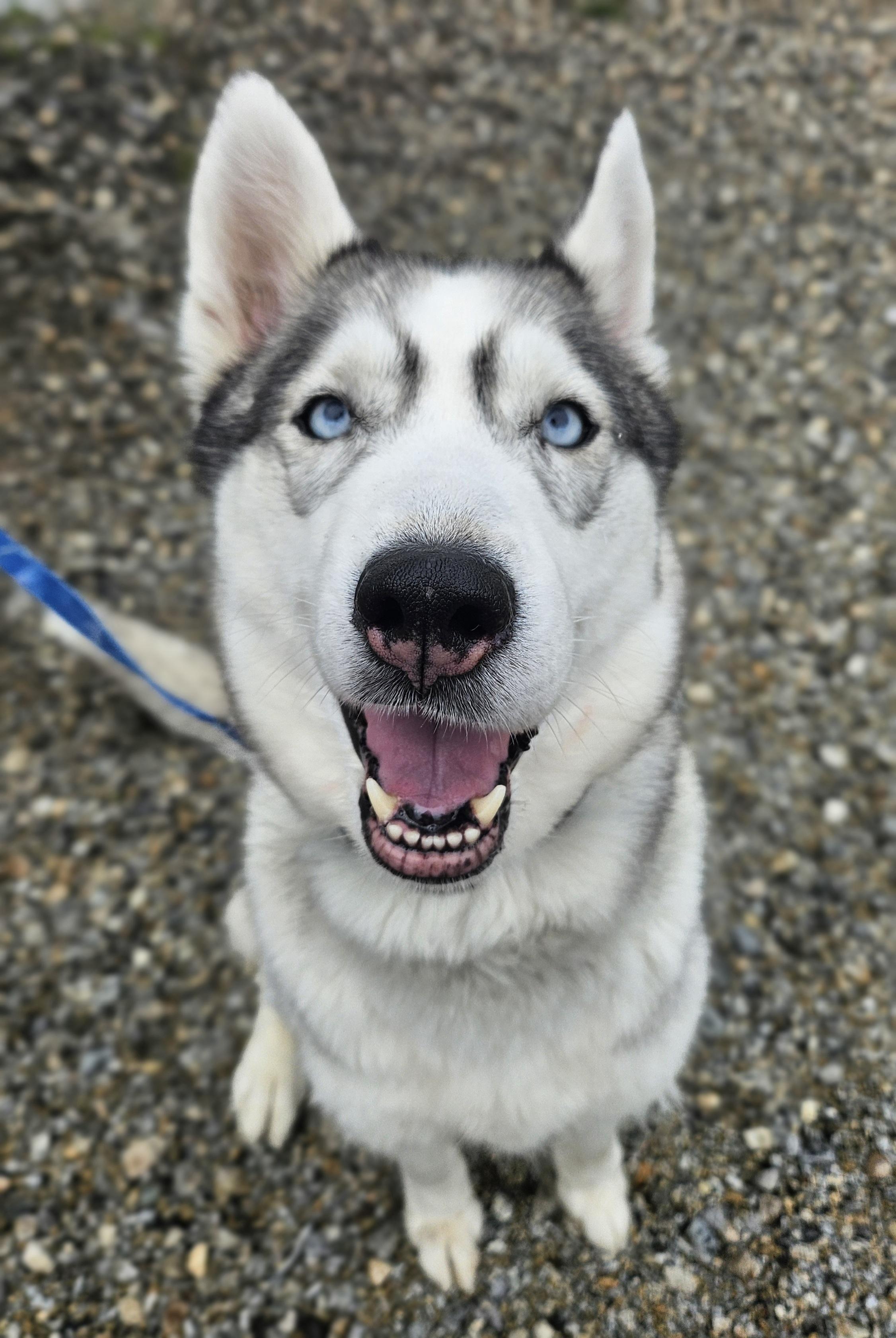Enlarge Sasha, a ADOPTABLE Siberian Husky in Salem, NH image 2/6