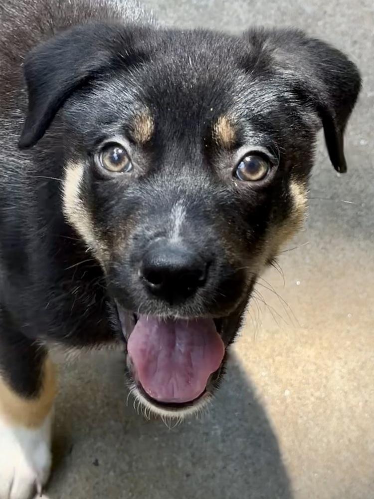 Enlarge DENNY (GA), a Adoptable mixed breed in Thompson, PA image 2/4