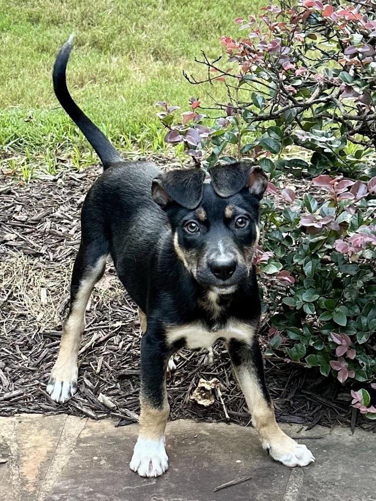 Enlarge DENNY (GA), a Adoptable mixed breed in Thompson, PA image 3/4